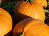 pumpkin-patch-jpg