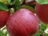 red-apples-jpg