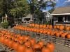 website fall pumpkins