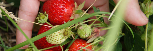 pyo-strawberries-1-jpg