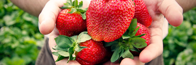 pyo-strawberries-4-jpg