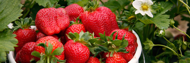 pyo-strawberries-5-jpg