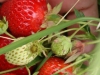 pyo-strawberries-1-jpg