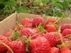 pyo-strawberries-3-jpg